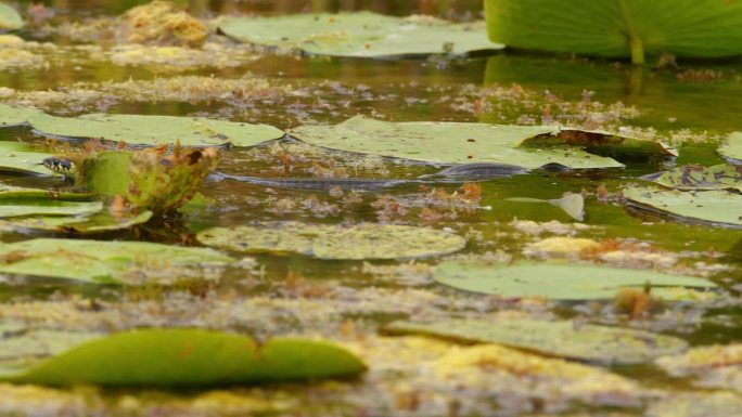 草蛇在覆盖着水生植物的湖中快速游动