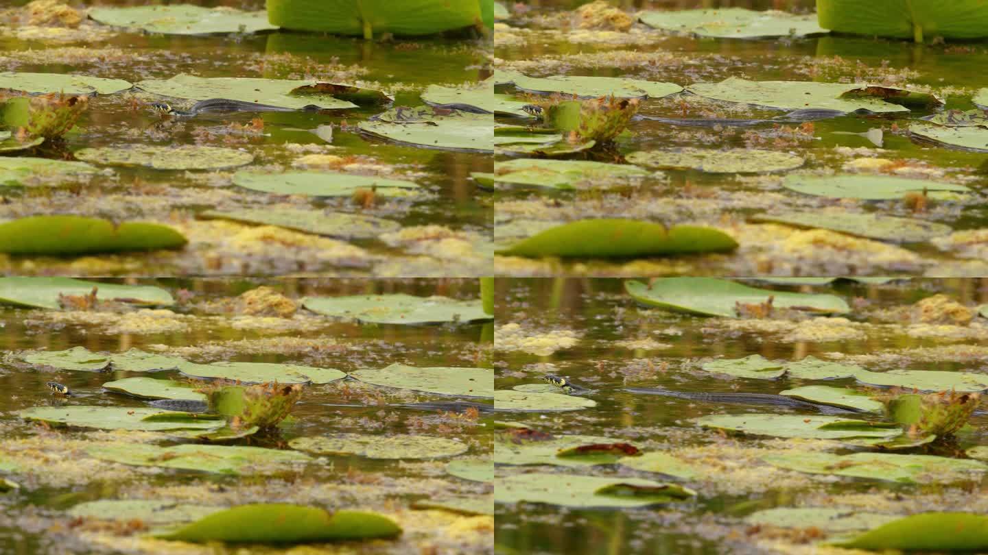 草蛇在覆盖着水生植物的湖中快速游动