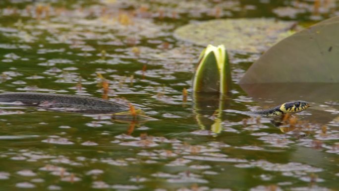 近距离镜头跟随草蛇在池塘里游泳