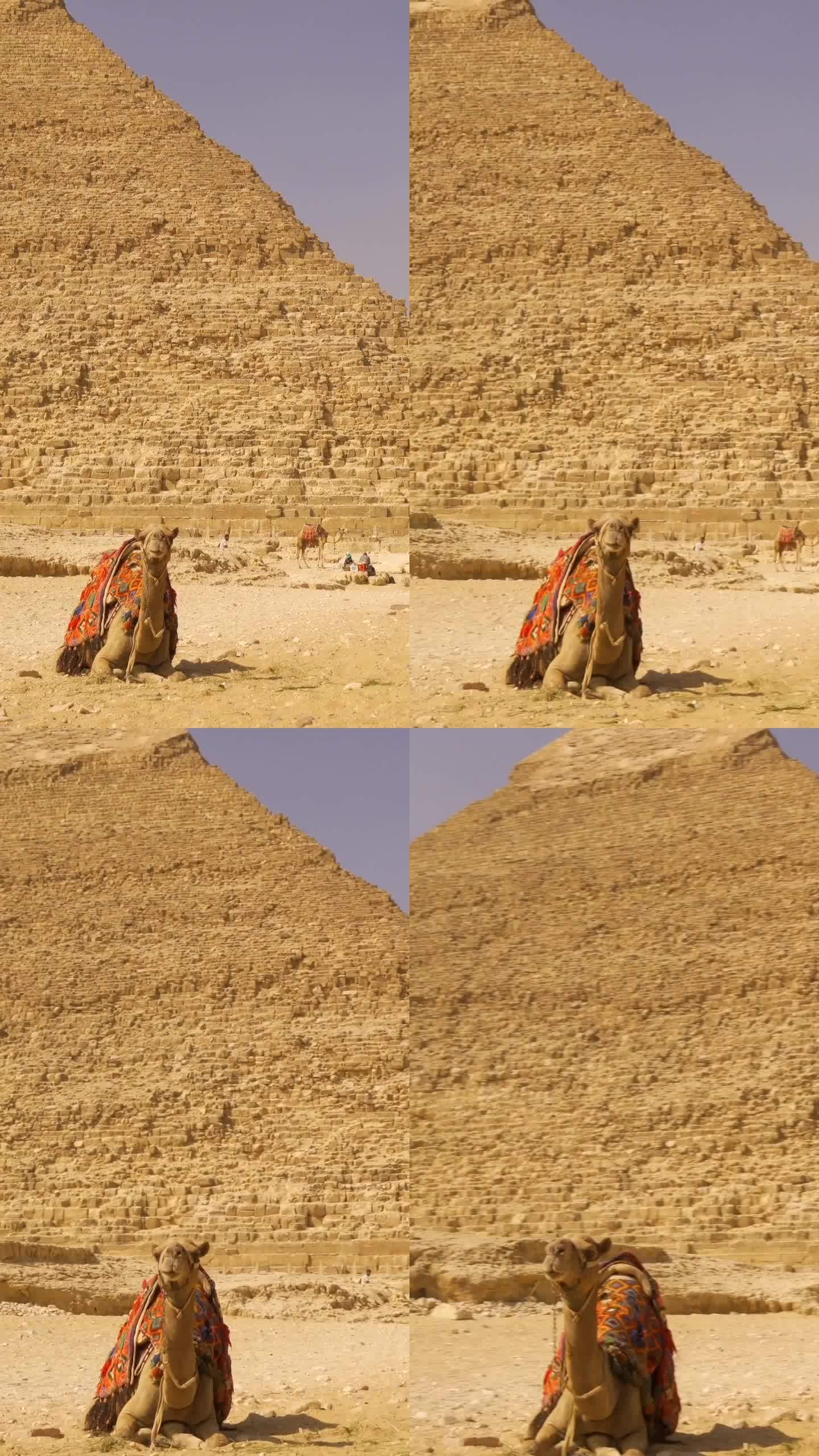 在吉萨金字塔的哈夫伦金字塔旁，一只骆驼的平移镜头。开罗,埃及