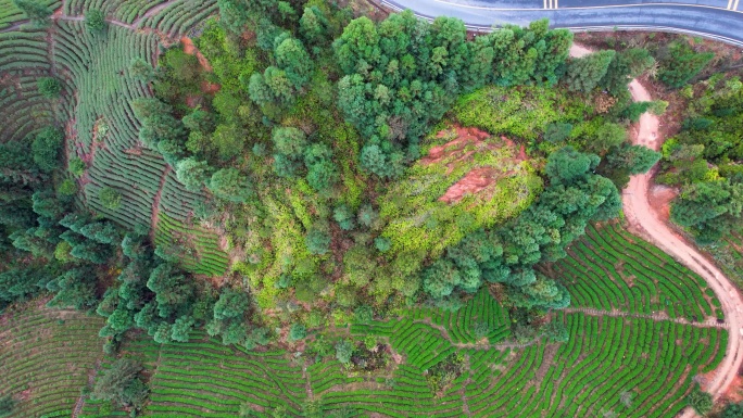 湖南郴州桂东茶园茶山三农冬季自然风光航拍