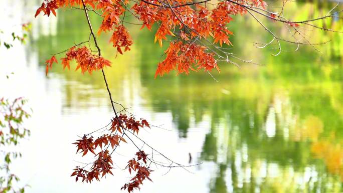 金色秋天湖光上色彩色风景