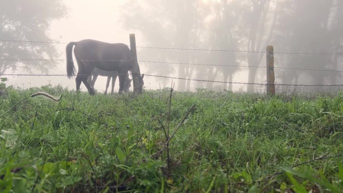 在雾蒙蒙的农家院里，慢慢靠近吃草的马