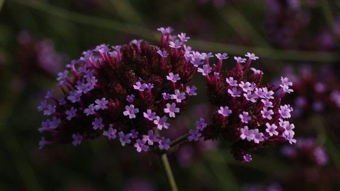 一片紫色花海 马鞭草