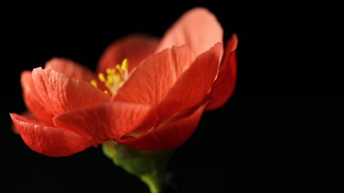 红梅花花冠花头花朵鲜花旋转特写