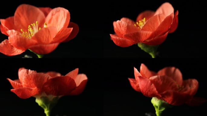 红梅花花冠花头花朵鲜花旋转特写