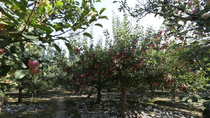 结满苹果的苹果树