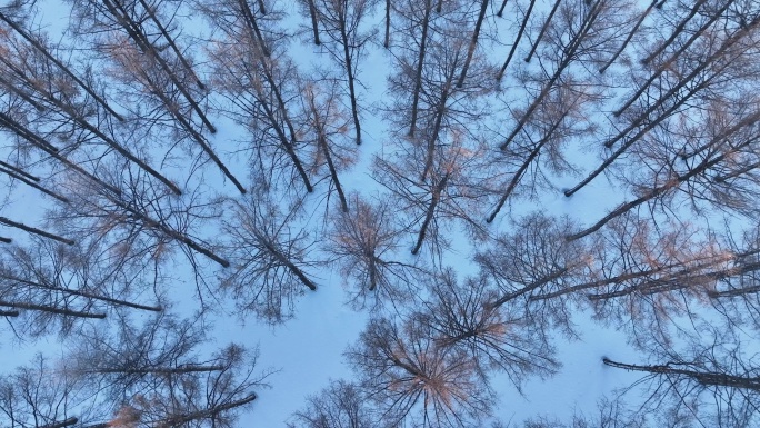 冬至内蒙古俯拍松林雪景红树头