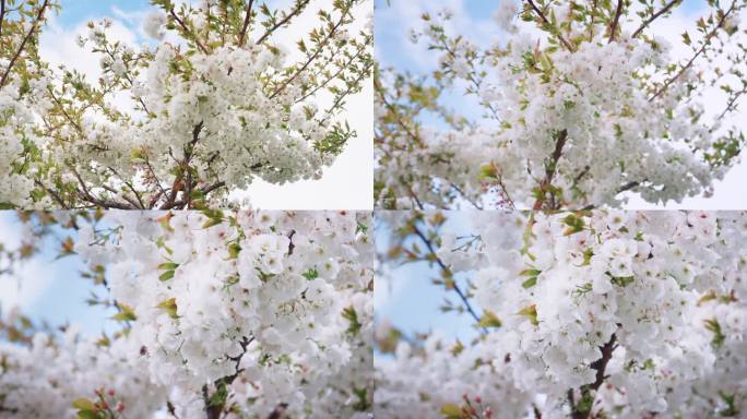 新西兰南岛春天的白色樱花