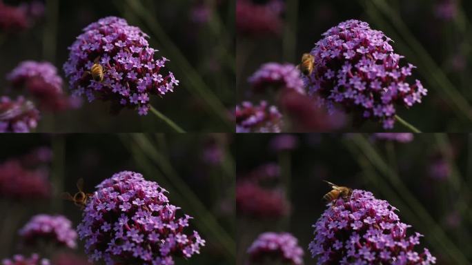 紫色花马鞭草