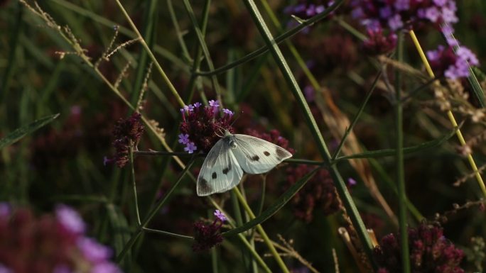 白色蝴蝶停在紫色马鞭草上