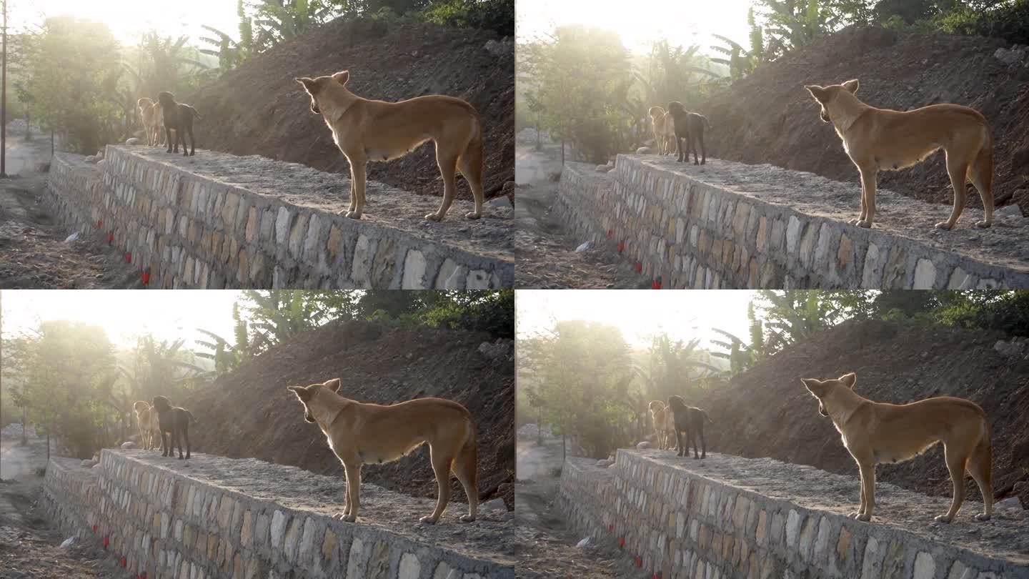 德拉敦，北阿坎德邦-印度。一群流浪狗站在石墙上。
