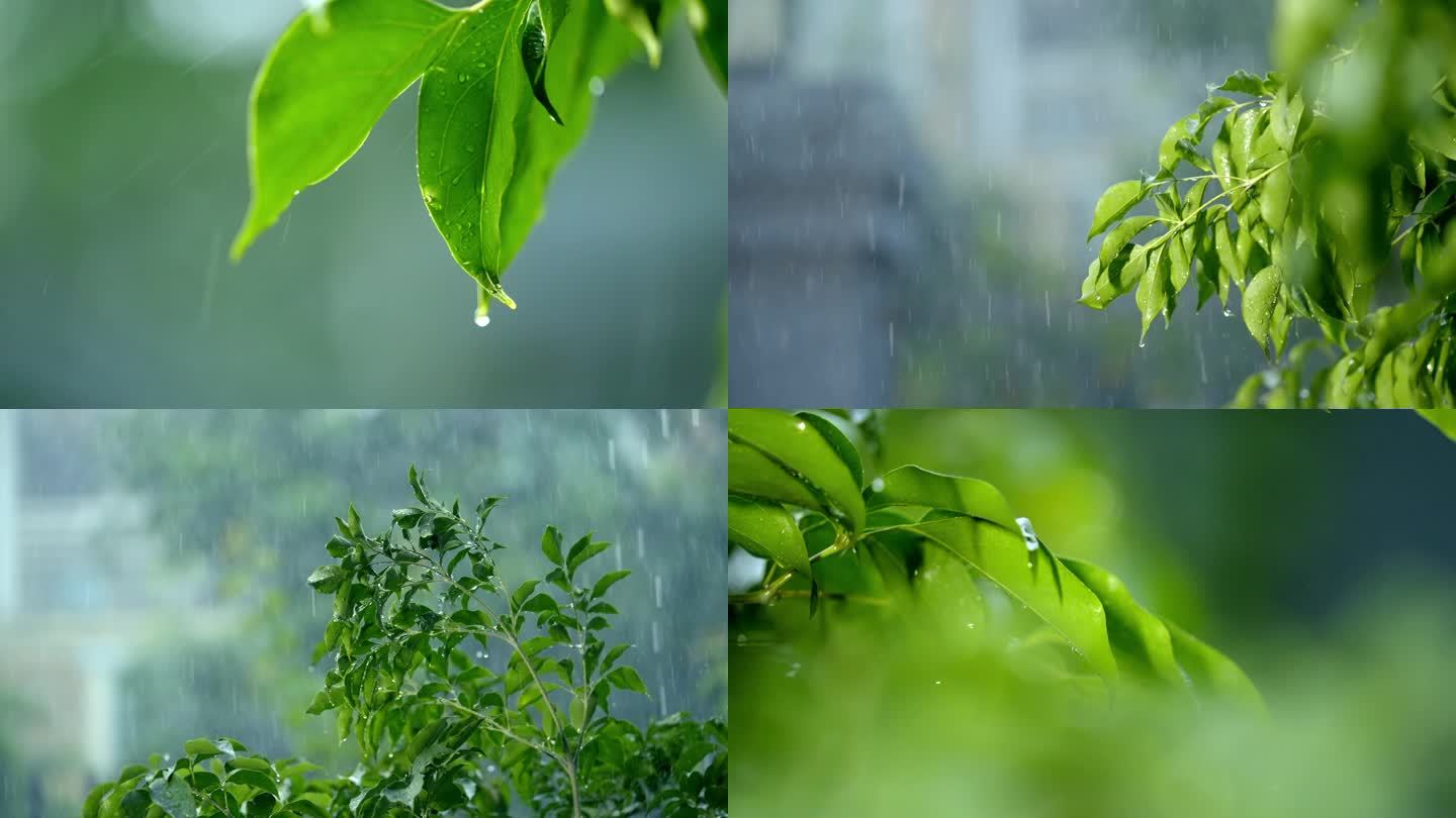 下雨 雨打叶子 雨滴 雨季