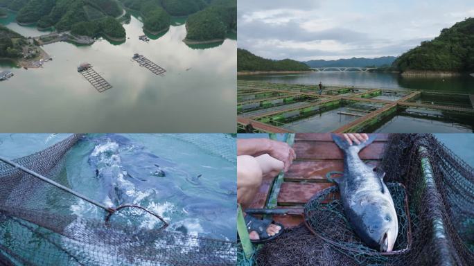 千岛湖剁椒鱼头 千岛湖鳙鱼 千岛湖养鱼