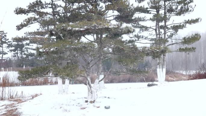 冬天大雪缓缓飘落