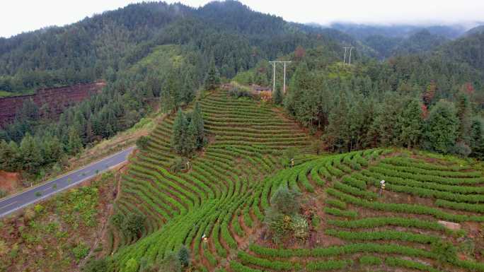 湖南郴州桂东茶园茶山三农冬季自然风光航拍