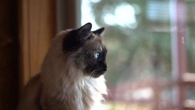 暹罗猫向窗外看