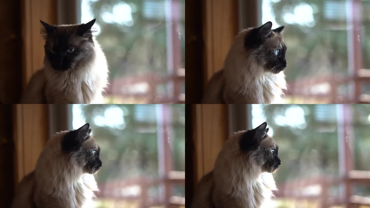 暹罗猫向窗外看