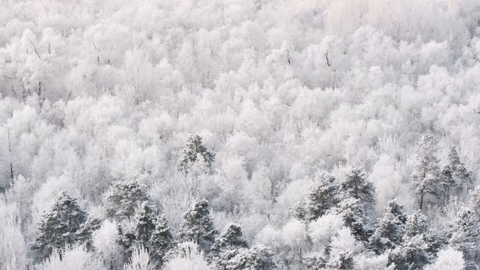 东北清晨雾凇树挂雪花街道航拍60P