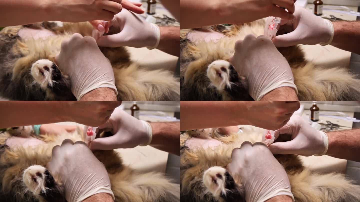 兽医将导尿管插入猫的尿道并冲洗。兽医冲洗猫的尿道，清除堵塞尿道的结石。这只猫尿道堵塞了。