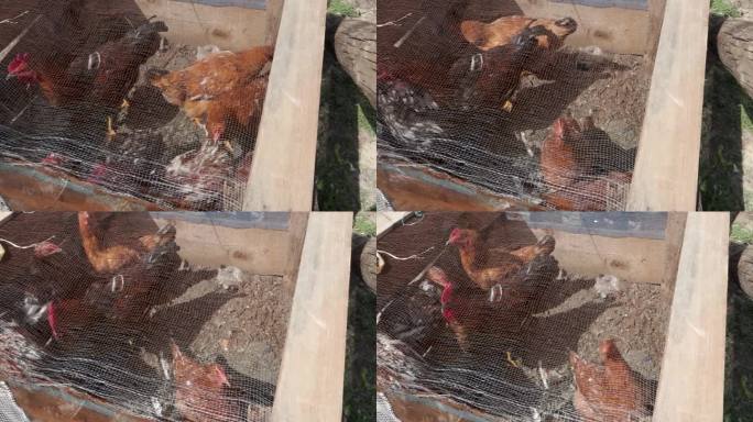 北阿坎德邦家庭里的红母鸡。国内设置。
