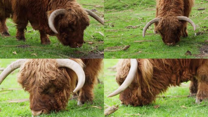 新西兰牧场的牛在吃草