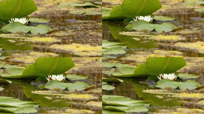 草蛇在睡莲之间的池塘里游来游去，轻弹它的舌头