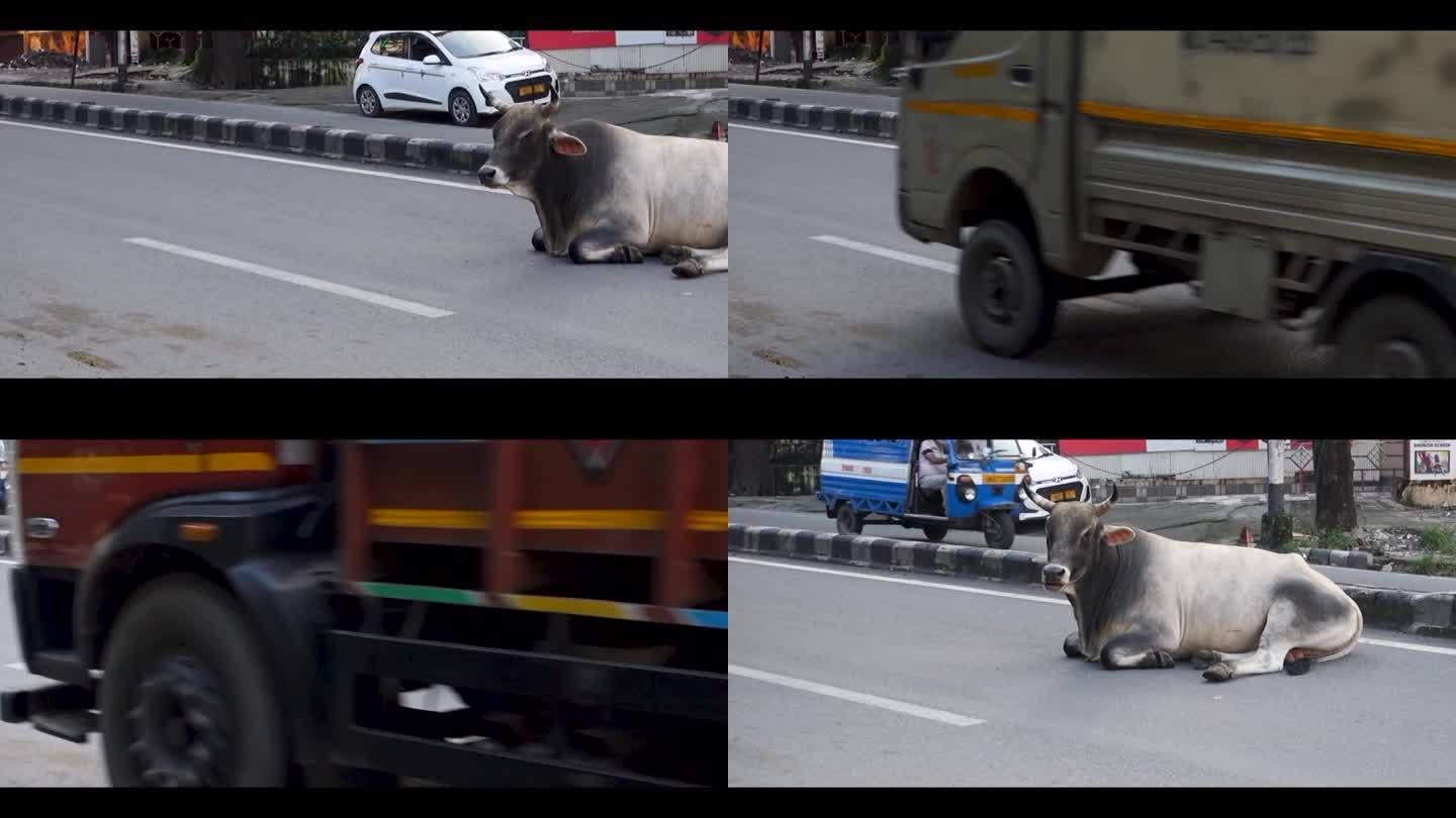 印度德拉敦市道路上，一头长着大角的大型流浪公牛。潜在的交通危险