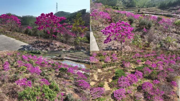 紫花风铃木宣传片