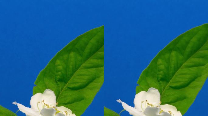 4k垂直延时拍摄的普通枸杞花在蓝色背景上绽放和生长。盛开的德国墨斯皮卢斯花。垂直延时9:16比例手机