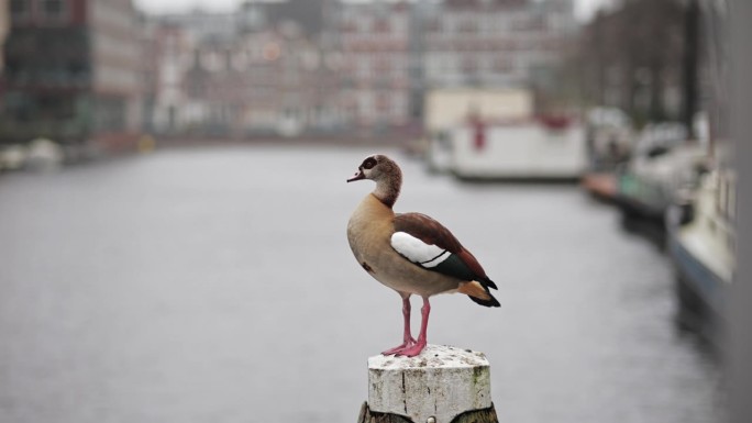 在阿姆斯特丹运河边休息的埃及鹅，隔离在白色上的埃及鹅，阿姆斯特丹的埃及鹅