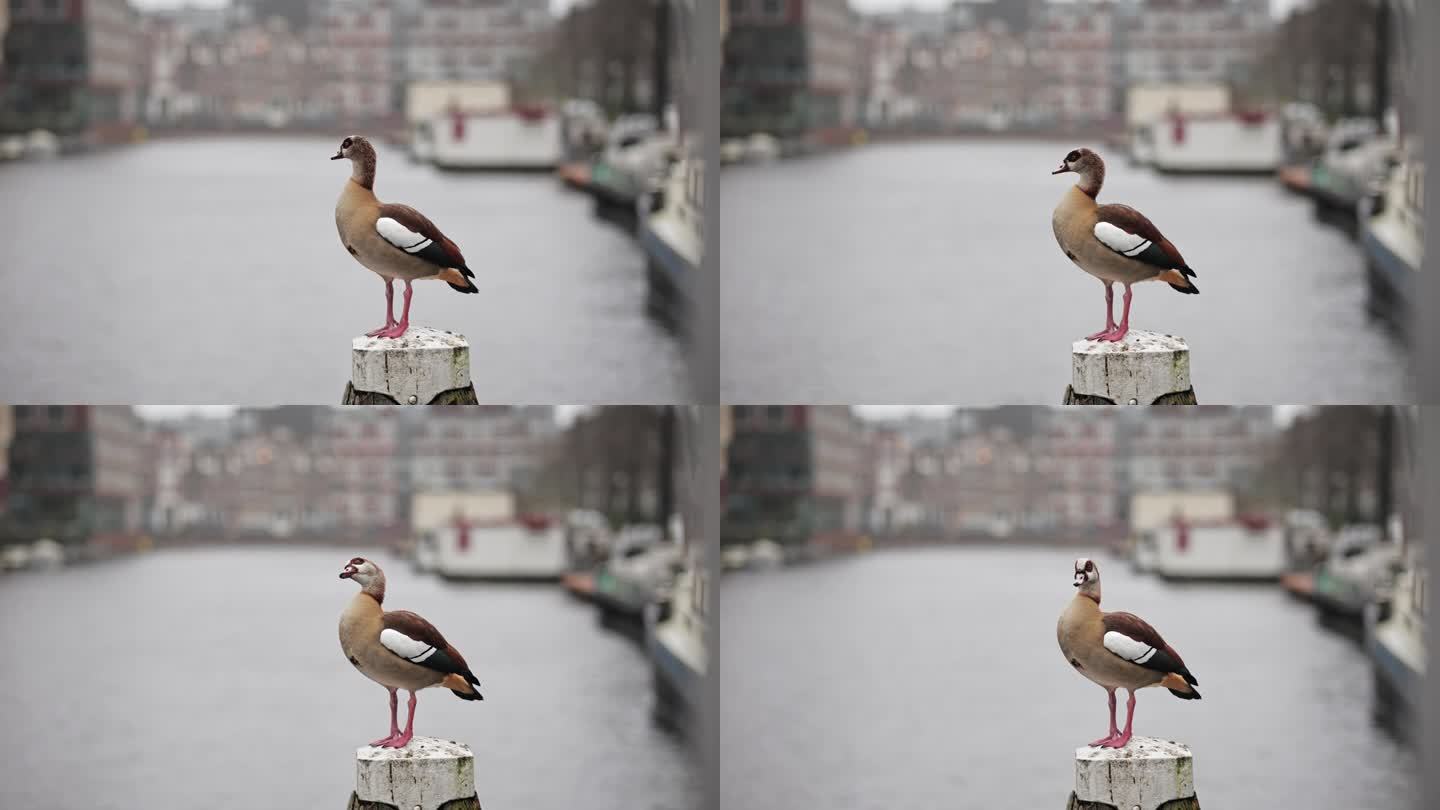 在阿姆斯特丹运河边休息的埃及鹅，隔离在白色上的埃及鹅，阿姆斯特丹的埃及鹅