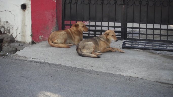 一对棕色的印度流浪狗夫妇坐在印度的水泥路上。Dehradun Uttarakhand印度。