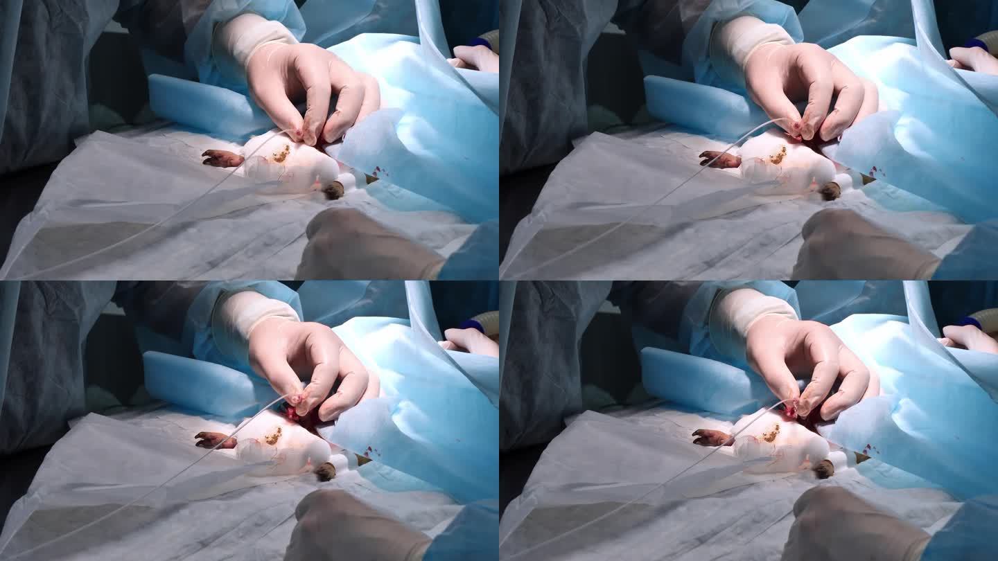 在手术中，兽医将导尿管插入豚鼠体内。一只患有尿石症的豚鼠接受了安装导尿管的手术。