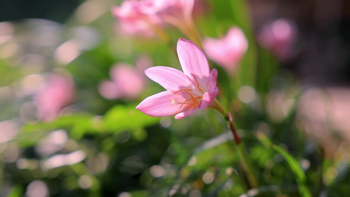 阳光 花朵 风雨兰