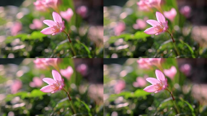 阳光 花朵 风雨兰