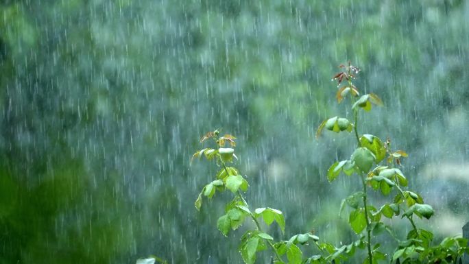 大雨 下雨 雨打月季 雨季