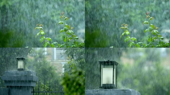 大雨 下雨 雨打月季 雨季