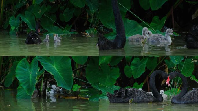 公园池塘黑天鹅带幼崽觅食母爱亲情温馨画面
