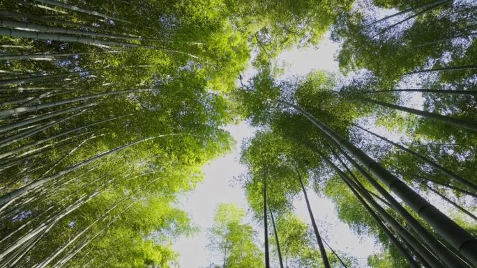 日本大阪京都的竹林