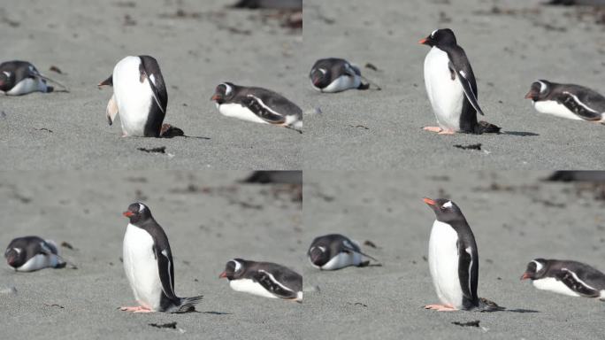 南极可爱的企鹅