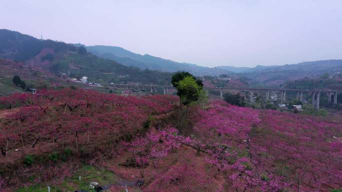 桃花 桃花盛开 赏花