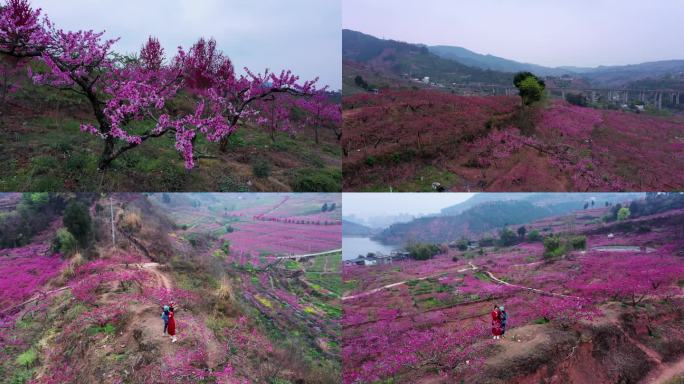 桃花 桃花盛开 赏花