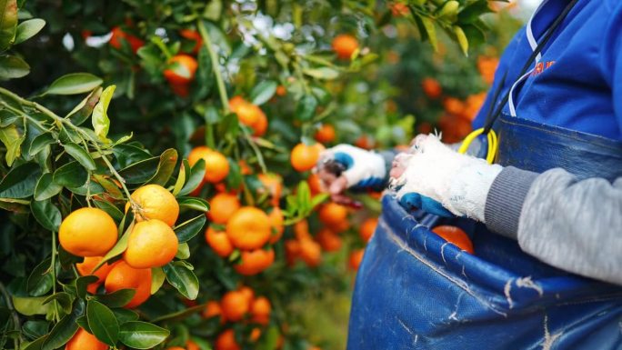 农民、橘子和人的手收获有机产品，为供应链产业种植或收集农产品。树叶、橘子和农业加工的新鲜水果供农村农