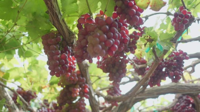挂在葡萄藤上的一串红葡萄准备在葡萄园的温室里收获，农场里的葡萄，小生意