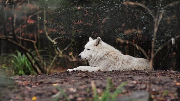一只在森林里休息的北极狼，北极狼(Canis lupus arctos)，又称白狼或极地狼、动物园里