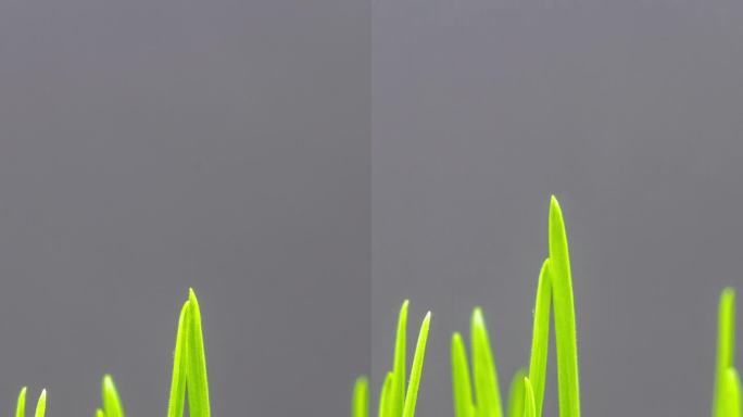 加速生长的新鲜的新绿草叶在黑色背景。间隔拍摄4 k。垂直延时9:16比例手机和社交媒体就绪。