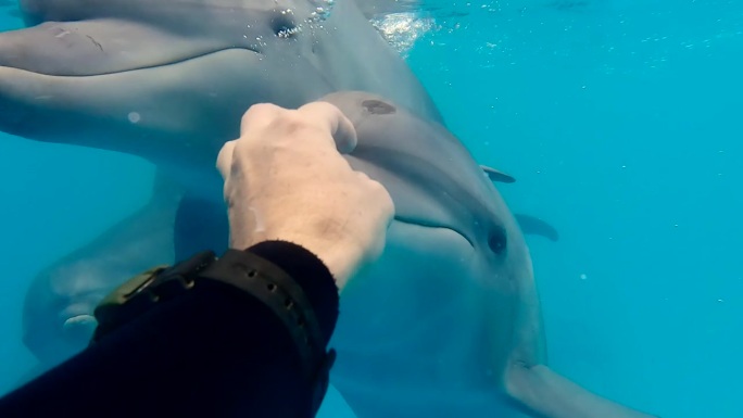 俯视图-小宽吻海豚接近相机，并与水下摄影师玩耍