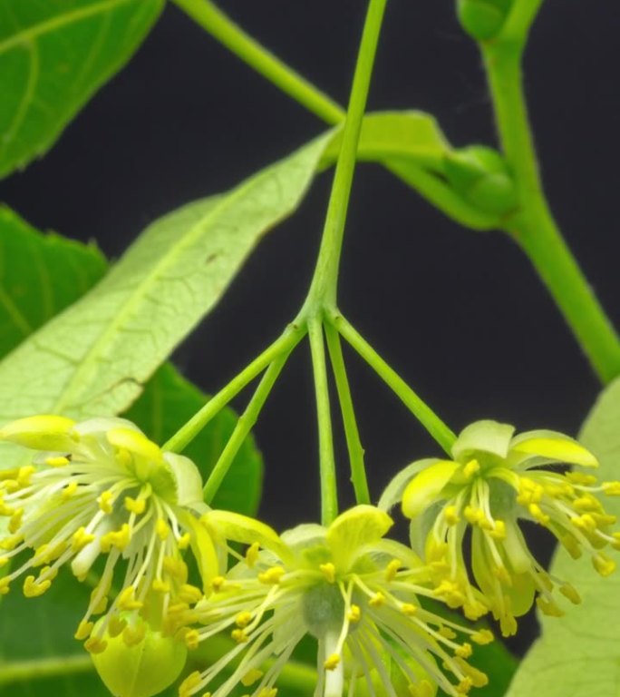 在黑色背景上生长的菩提树花的4k延时。开花的白椴花。