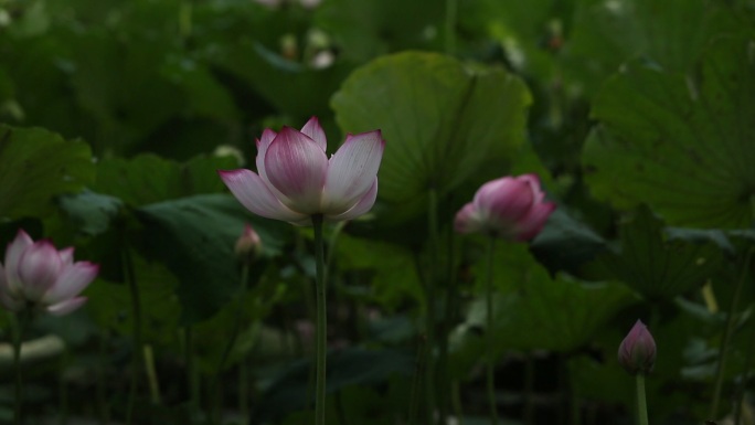 莲花池中一朵朵亭亭玉立的莲花